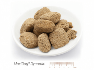 Karma dla aktywnego psa, który nie toleruje zbóż i pseudozbóż